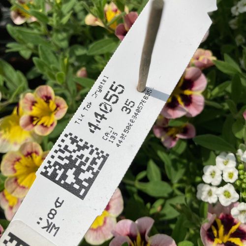 Calibrachoa Tik Tok Crystal Mauve Orangé