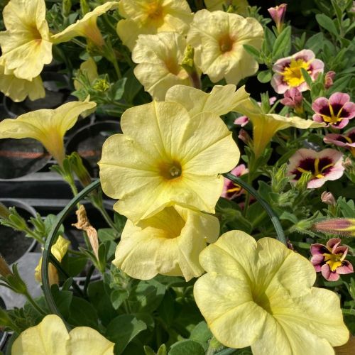 Petunia Surfinia Yellow Dream