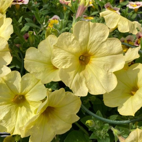 Petunia Surfinia Yellow Dream