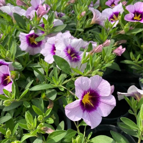 Calibrachoa Aloha Blue Sky