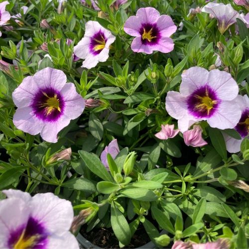 Calibrachoa Aloha Blue Sky