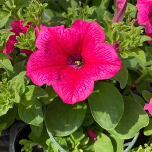 Petunia Surfinia Hot Pink