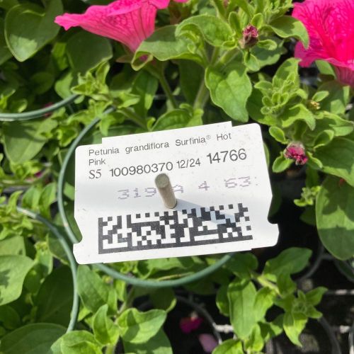Petunia Surfinia Hot Pink