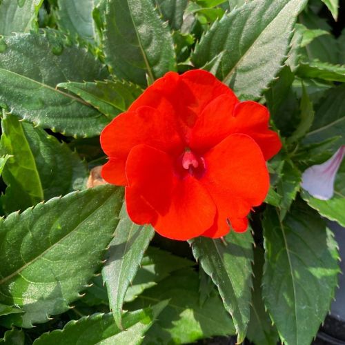Impatiens Sunpatiens Compact Orange