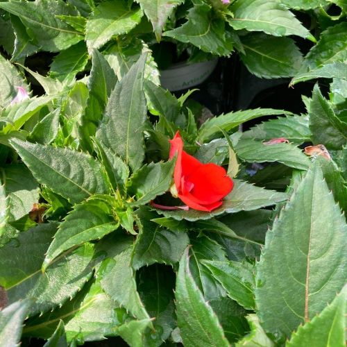 Impatiens Sunpatiens Compact Orange