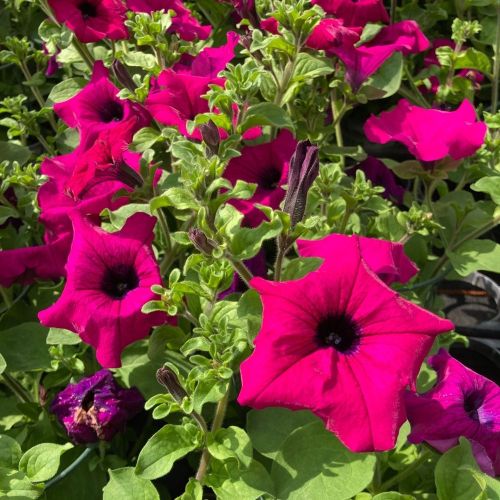 Petunia Retombant Surfinia Purple