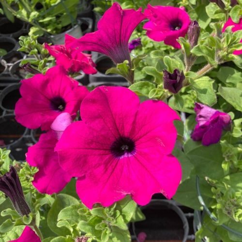 Petunia Retombant Surfinia Purple