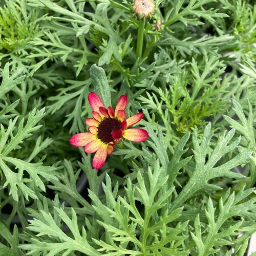 Anthemis Grandaisy Ruby