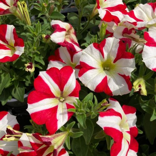 Petunia Amore King of Hearts