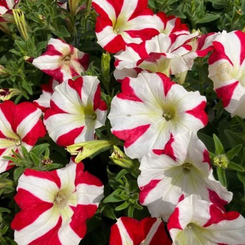 Petunia Amore King of Hearts