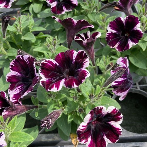 Surfinia Cascade Sweetunia Miss Marvelous
