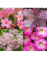 Astilbe, Heuchère, Petunia, Dipladenia 