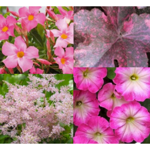 Astilbe, Heuchère, Petunia, Dipladenia 