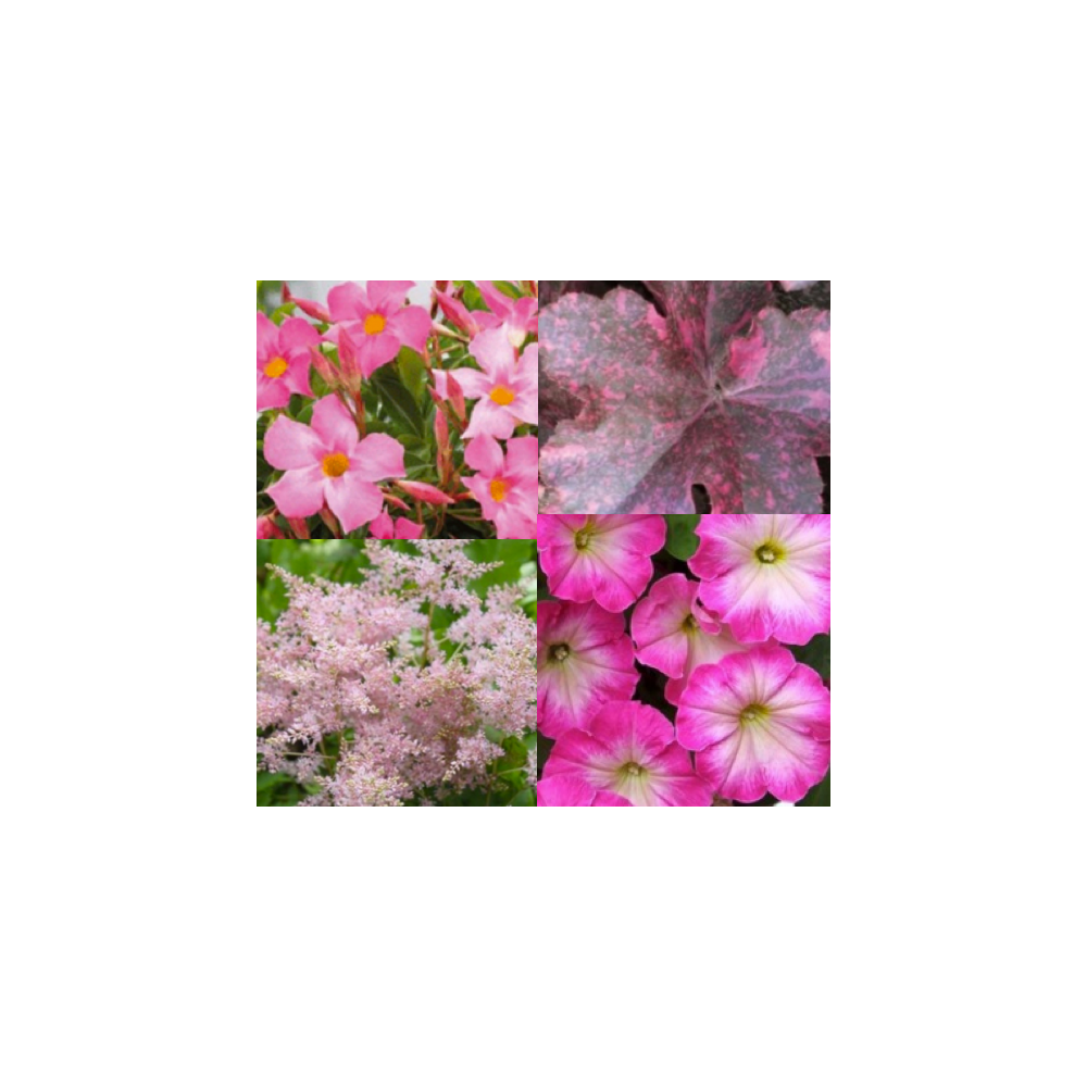 Astilbe, Heuchère, Petunia, Dipladenia 