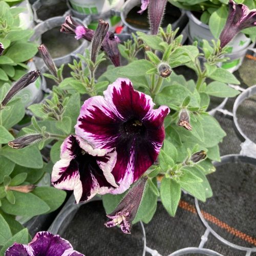 Surfinia Cascade Sweetunia Miss Marvelous