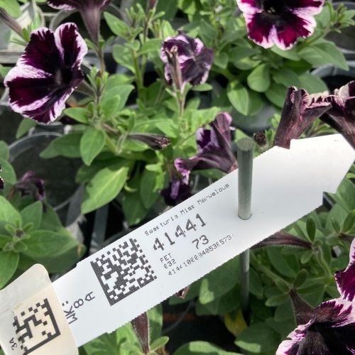 Surfinia Cascade Sweetunia Miss Marvelous