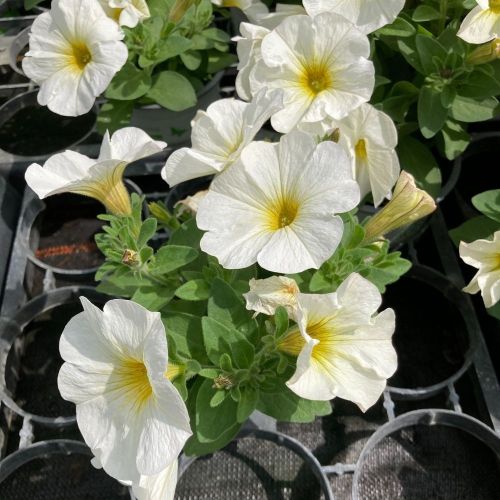 Petunia Petchoa Beautical French Vanilla