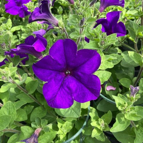 Petunia Retombant Surfinia Giant Blue
