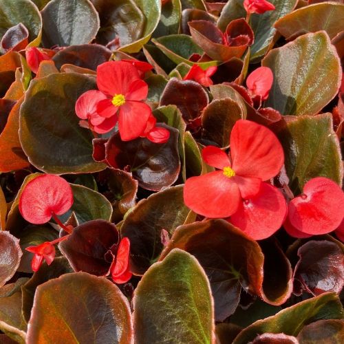 Begonia Semperflorens Mascotte Scarlet Improved