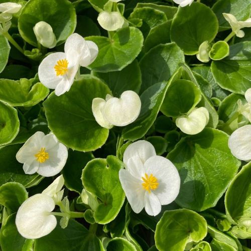 Begonia Semperflorens Mascotte White