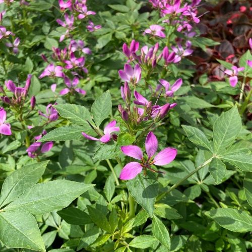 Cleome Clio Magenta