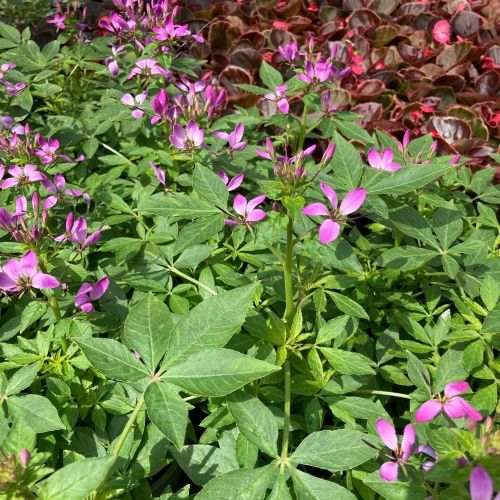 Cleome Clio Magenta
