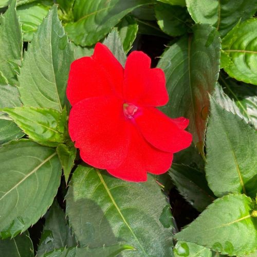 Impatiens Sunpatiens Scarlet Rouge