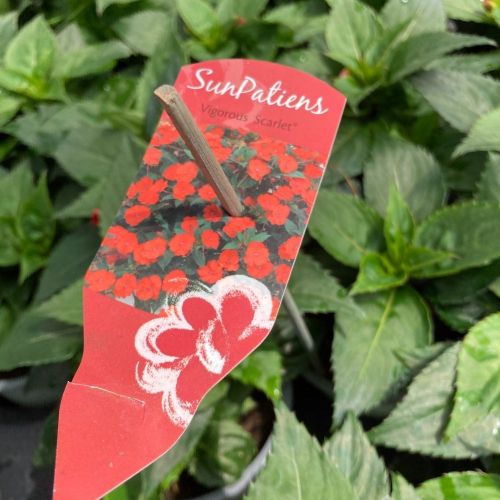 Impatiens Sunpatiens Scarlet Rouge