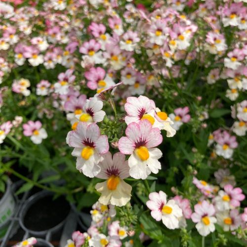 Nemesia Retombant Sunsatia Plus Lychee