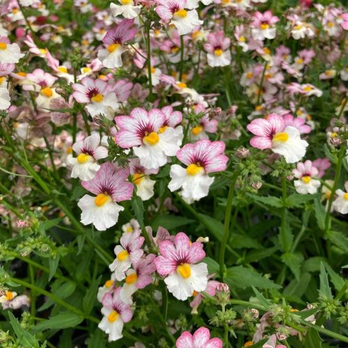 Nemesia Retombant Sunsatia Plus Lychee