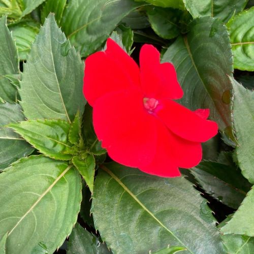 Impatiens Sunpatiens Scarlet Rouge