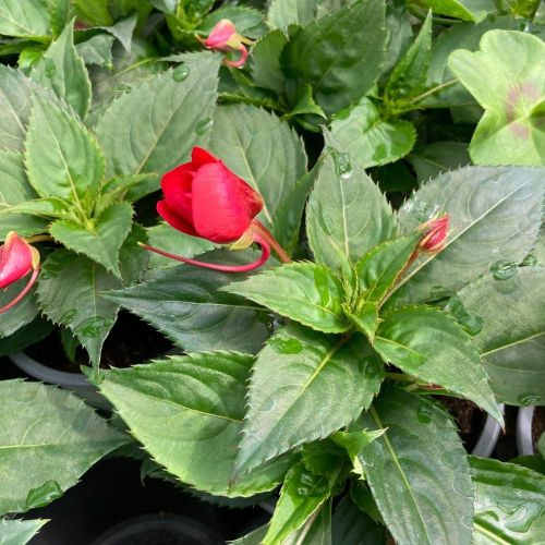 Impatiens Sunpatiens Scarlet Rouge