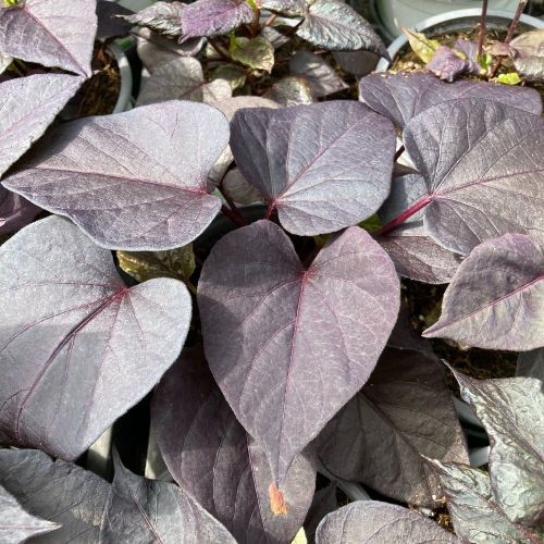 Ipomée Batatas Iposun Black Tone
