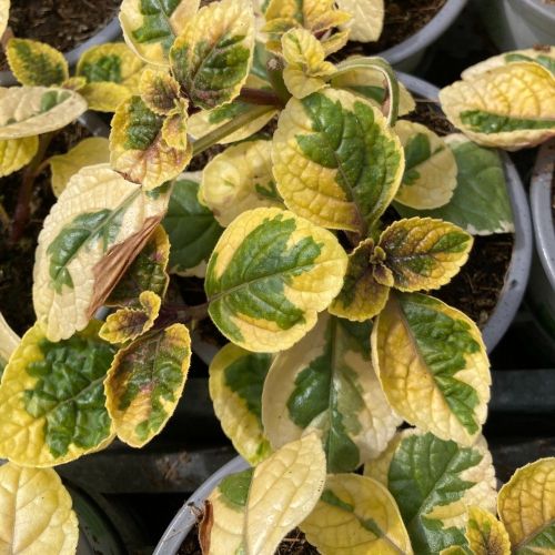 Plectranhus Panaché Vert Et Jaune