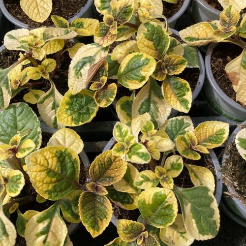Plectranhus Panaché Vert Et Jaune