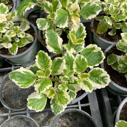 Plectranhus Panaché Vert Et Blanc