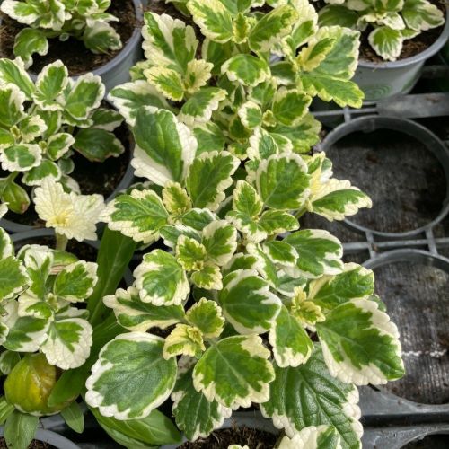 Plectranhus Panaché Vert Et Blanc
