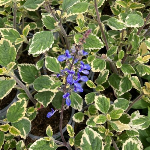 Plectranthus Spire Bleu