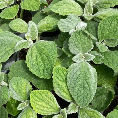 Plectranthus Argentatus Silver Shield