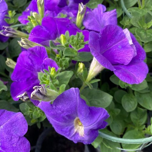 Petunia Surfinia Sky Blue