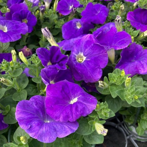 Petunia Surfinia Sky Blue