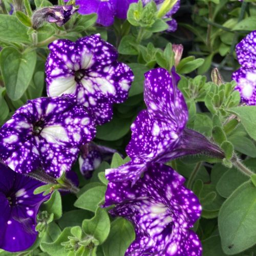 Petunia Night Family Night Sky