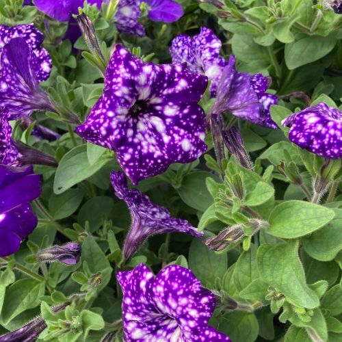 Petunia Night Family Night Sky