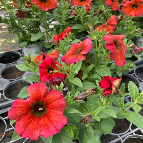 Petunia Petchoa Beautical Cinnamon
