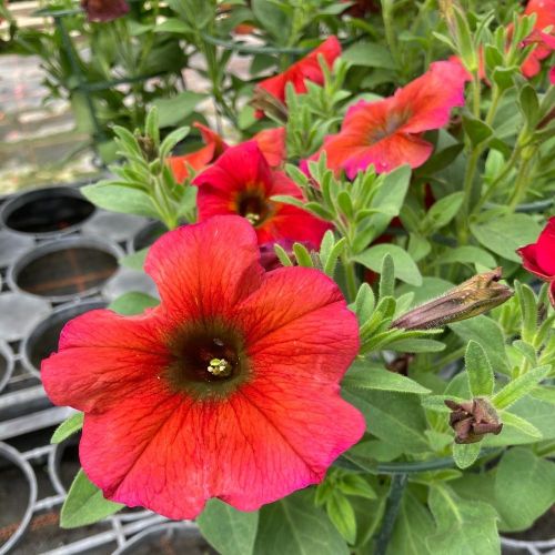Petunia Petchoa Beautical Cinnamon