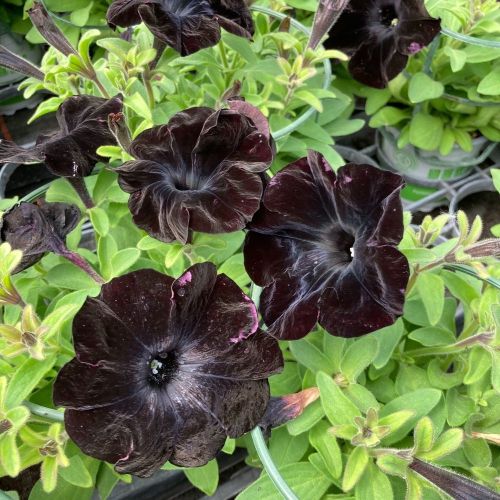 Surfinia Compact Sweetunia Black Satin