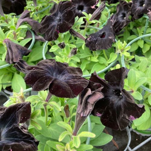 Surfinia Compact Sweetunia Black Satin