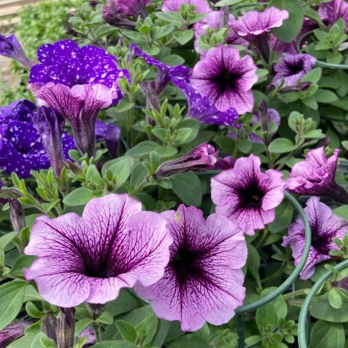 Petunia Fanfare Raspberry Vein