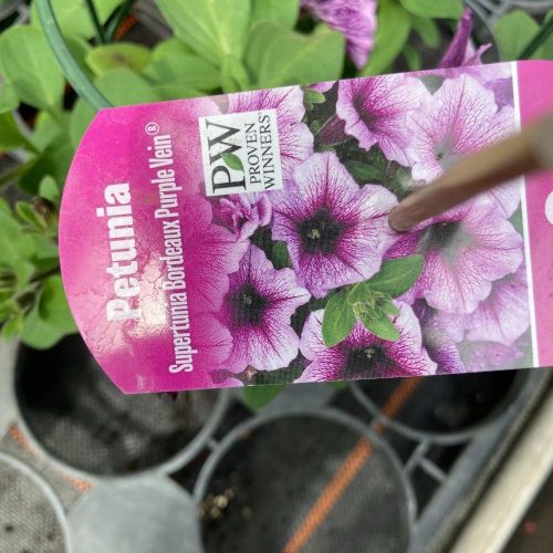 Petunia Fanfare Raspberry Vein