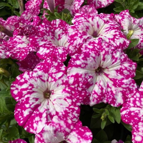 Petunia Baby Doll